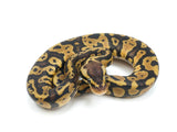 Load image into Gallery viewer, 2022 Male Pastel Yellowbelly Confusion Ball Python