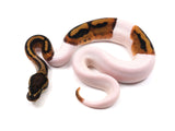 Load image into Gallery viewer, 2022 Male Pied Possible Leopard Ball Python