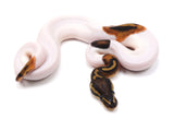 Load image into Gallery viewer, 2022 Male Pied Possible Leopard Ball Python