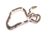 Load image into Gallery viewer, 2022 Male Pied Reticulated Python