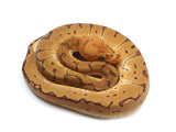 Load image into Gallery viewer, 2022 Male Pinstripe Clown Possible Black Head Ball Python