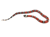 Load image into Gallery viewer, 2022 Male Possible Het Albino Possible Het Splotched Sinaloan Milk Snake