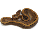 Load image into Gallery viewer, 2022 Male Red Stripe Pinstripe Ball Python