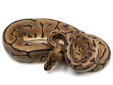 Load image into Gallery viewer,  2022 Male Spider Leopard Woma EMG Het Ghost Ball Python