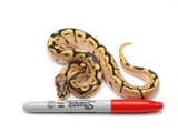 Load image into Gallery viewer, 2022 Male Spider Orange Dream YellowbellySpecter Possible Calico Ball Python