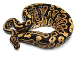 Load image into Gallery viewer, 2022 Male Spotnose Het Pied Possible Het Clown Possible Het Axanthic Ball Python