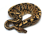 Load image into Gallery viewer, 2022 Male Spotnose Het Pied Possible Het Clown Possible Het Axanthic Ball Python