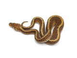 Load image into Gallery viewer, 2022 Male Spotnose Pinstripe Het Clown Ball Python