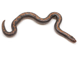 Load image into Gallery viewer, 2022 Male Striped Kenyan Sand Boa