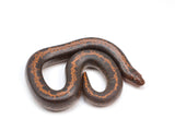 Load image into Gallery viewer, 2022 Male Striped Kenyan Sand Boa