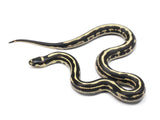 Load image into Gallery viewer, 2022 Male Striped King Duran Grey Banded, California King Snake X Honduran Milk Snake