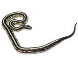 Load image into Gallery viewer, 2022 Male Striped King Duran Grey Banded, California King Snake X Honduran Milk Snake
