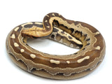 Load image into Gallery viewer, 2022 Male Striped Ultra Blue Ghost Type Borneo Short Tail Python