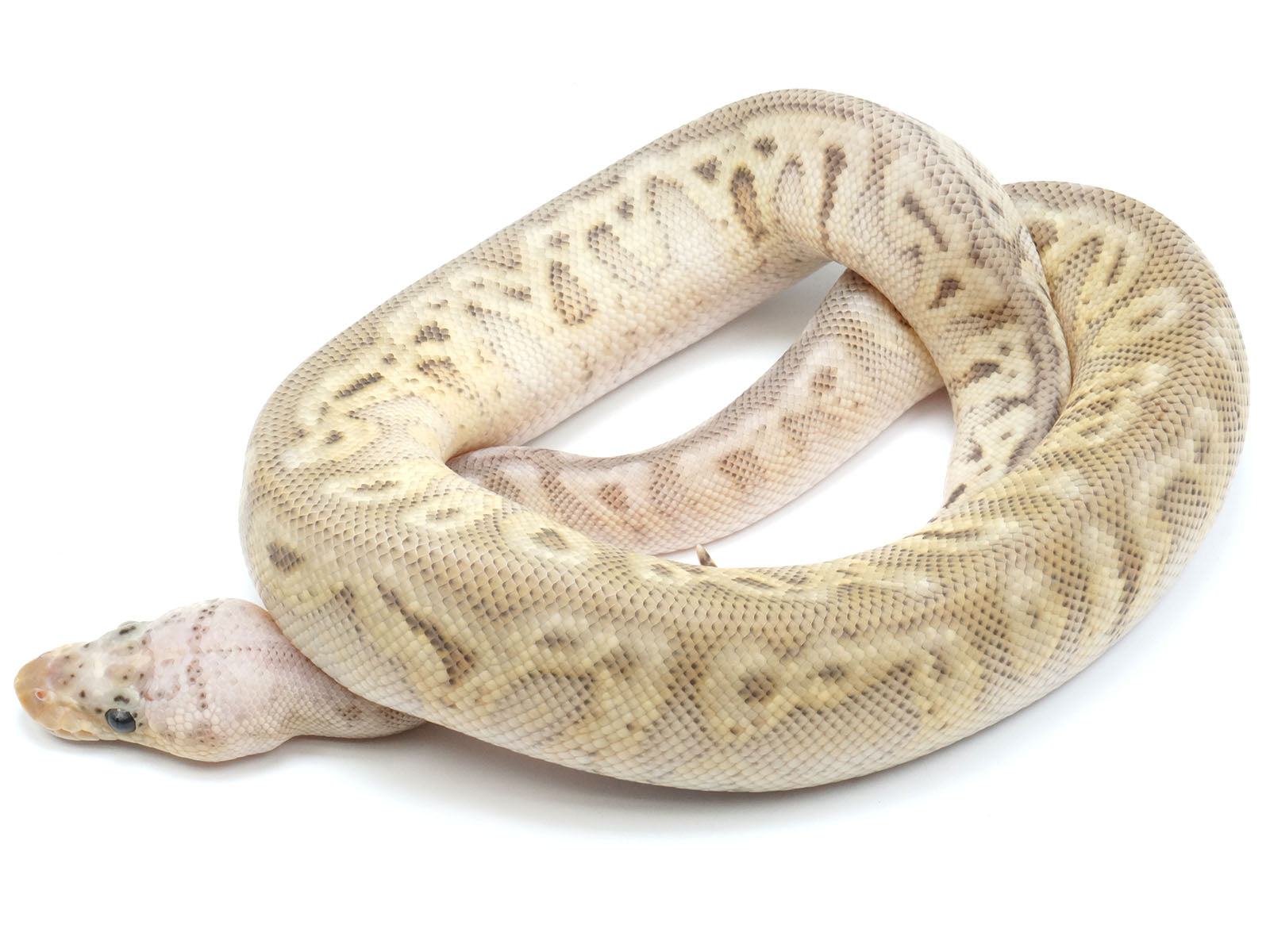 Full Grown Ball Python