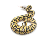 Load image into Gallery viewer, 2022 Male Super Pastel Desert Ghost Possible Het Clown Ball Python