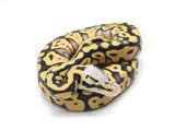 Load image into Gallery viewer, 2022 Male Super Pastel Desert Ghost Possible Het Clown Ball Python