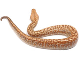 Load image into Gallery viewer, 2022 Male T+ Albino Batik Blood Python