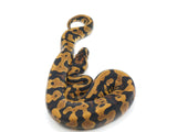 Load image into Gallery viewer, 2022 Male Yellowbelly Confusion Ball Python