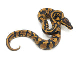 Load image into Gallery viewer, 2022 Male Yellowbelly Confusion Ball Python