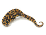 Load image into Gallery viewer, 2022 Male Yellowbelly Confusion Ball Python