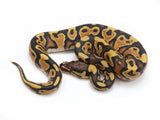 Load image into Gallery viewer, 2022 Male YellowbellySpecter Fader Orange Dream From Orion Craziness Ball Python