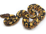Load image into Gallery viewer, 2022 Male YellowbellySpecter Fader Orange Dream From Orion Craziness Ball Python