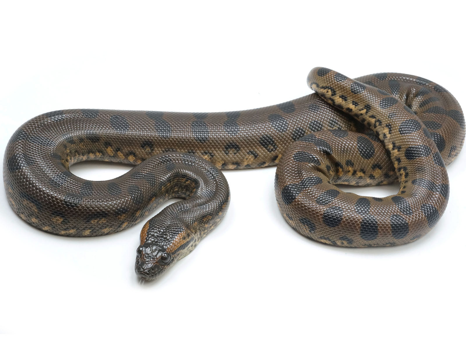Enconda Insect Green Anaconda