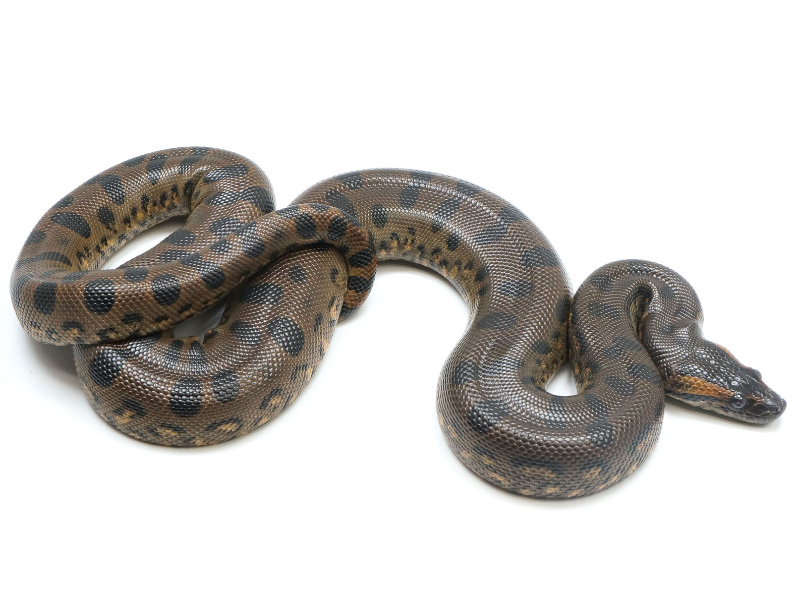 Anaconda Python Largeure Anaconda Animal