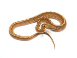 Load image into Gallery viewer, 2023 Male Orange Ghost Stripe From Calico Reticulated Python Moo&#39;s Clutch - Representative Photos