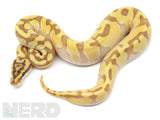 Load image into Gallery viewer, 2020 Female Enchi Lesser Harlequin Ball Python.