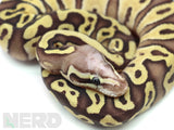 Load image into Gallery viewer, SALE! 2020 Female Pastel Hidden Gene Woma Granite Fader Microscale Het. Piebald Ball Python