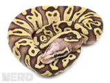 Load image into Gallery viewer, SALE! 2020 Female Pastel Hidden Gene Woma Granite Fader Microscale Het. Piebald Ball Python