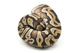 Load image into Gallery viewer, 2020 Male Mojave Micro Scale Ball Python