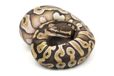 Load image into Gallery viewer, 2020 Male Mojave Micro Scale Ball Python