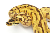 Load image into Gallery viewer, 2020 Male Pastel Enchi Hidden Gene Woma Granite Leopard Orange Dream Yellowbelly Odium Fader + Ball Python