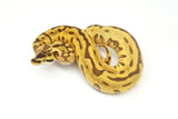 Load image into Gallery viewer, 2020 Male Pastel Enchi Hidden Gene Woma Granite Leopard Orange Dream Yellowbelly Odium Fader + Ball Python