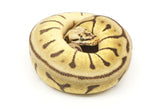 Load image into Gallery viewer, 2020 Male Bumble Bee Leopard Woma EMG Enchi Ball Python