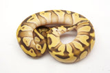 Load image into Gallery viewer, SALE! 2020 Female Pastel Enchi Mojave Yellowbelly From Bald Ball Python