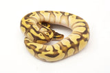 Load image into Gallery viewer, SALE! 2020 Female Pastel Enchi Mojave Yellowbelly From Bald Ball Python