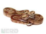 Load image into Gallery viewer, 2020 Male Hypo Jungle 66% Double Het Kahl Albino &amp; Het Blood Boa.