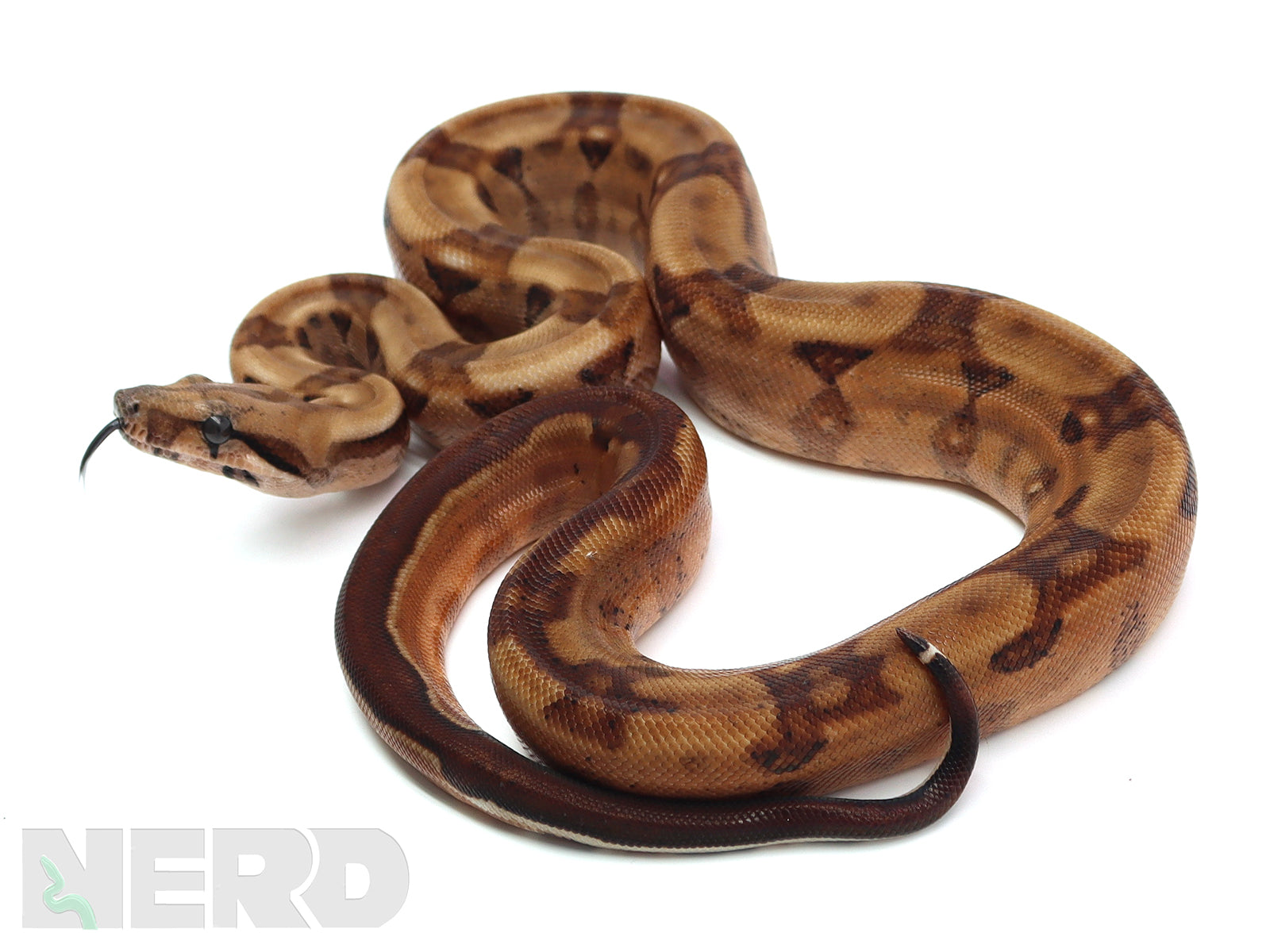 Boas For Sale  Shop NERD Boas and Boa Morphs – New England Reptile - NERD