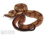 Load image into Gallery viewer, 2020 Male Hypo Blood Jungle 66% Het Kahl Albino Boa