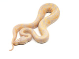 Load image into Gallery viewer, 2021 Male Pastel Candy Possible Het Piebald Ball Python