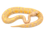 Load image into Gallery viewer, 2021 Male Pastel Candy Possible Het Piebald Ball Python