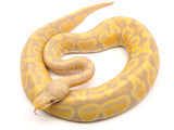 Load image into Gallery viewer, 2021 Male Pastel Candy Possible Het Piebald Ball Python