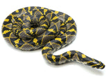 Load image into Gallery viewer, Adult Breeder Female Mandarin Rat Snake