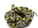 Load image into Gallery viewer, Adult Breeder Female Yellow-Grey Mandarin Rat Snake - WOW!