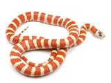 Load image into Gallery viewer, Adult Breeder Hypo Applegate Arizona Mountain King Snake Breeding Pair