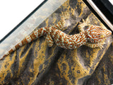 Load image into Gallery viewer, Adult CBB Male Tokay Gecko