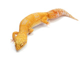 Load image into Gallery viewer, Adult Female Blood Tremper Sunglow Leopard Gecko